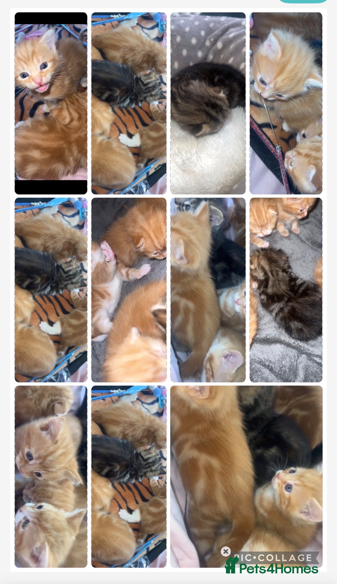 British Shorthair cats kittens - Advert 2