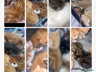 British Shorthair cats kittens - Advert 1