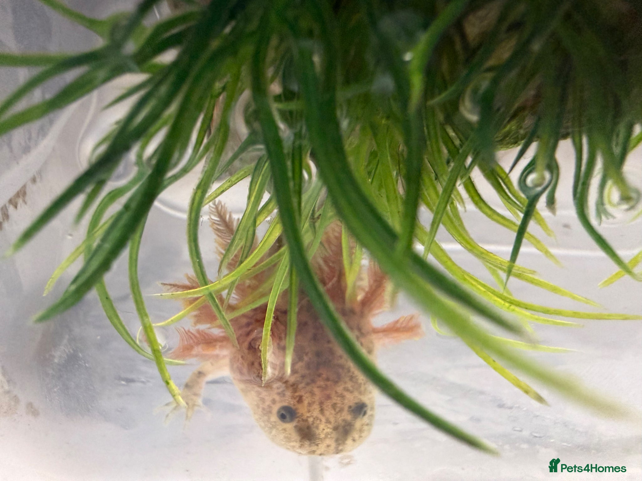 Axolotl reptiles 4 month old axolotls - Advert 1