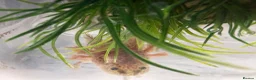 Axolotl reptiles for sale: 4 month old axolotls in Carnoustie - Advert 1