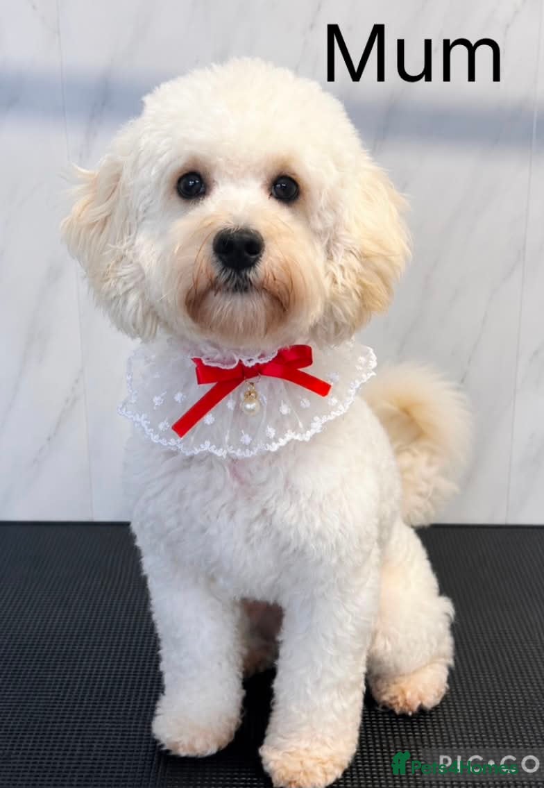 Maltipoo dogs Stunning Maltipoo Puppies - health checked - Advert 2