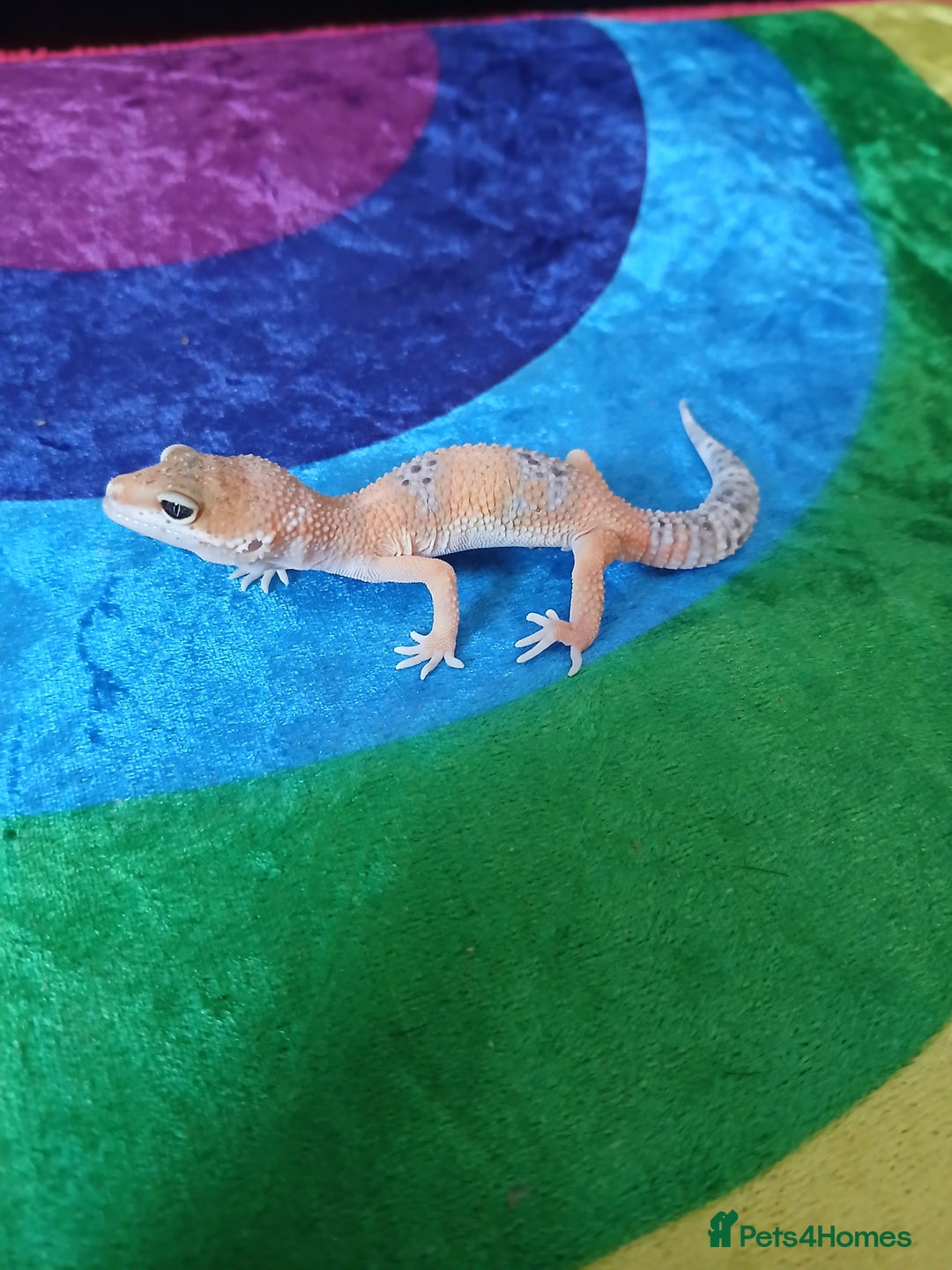 Leopard Gecko reptiles for sale: Baby's leopard geckos  in Rochester - Image 11