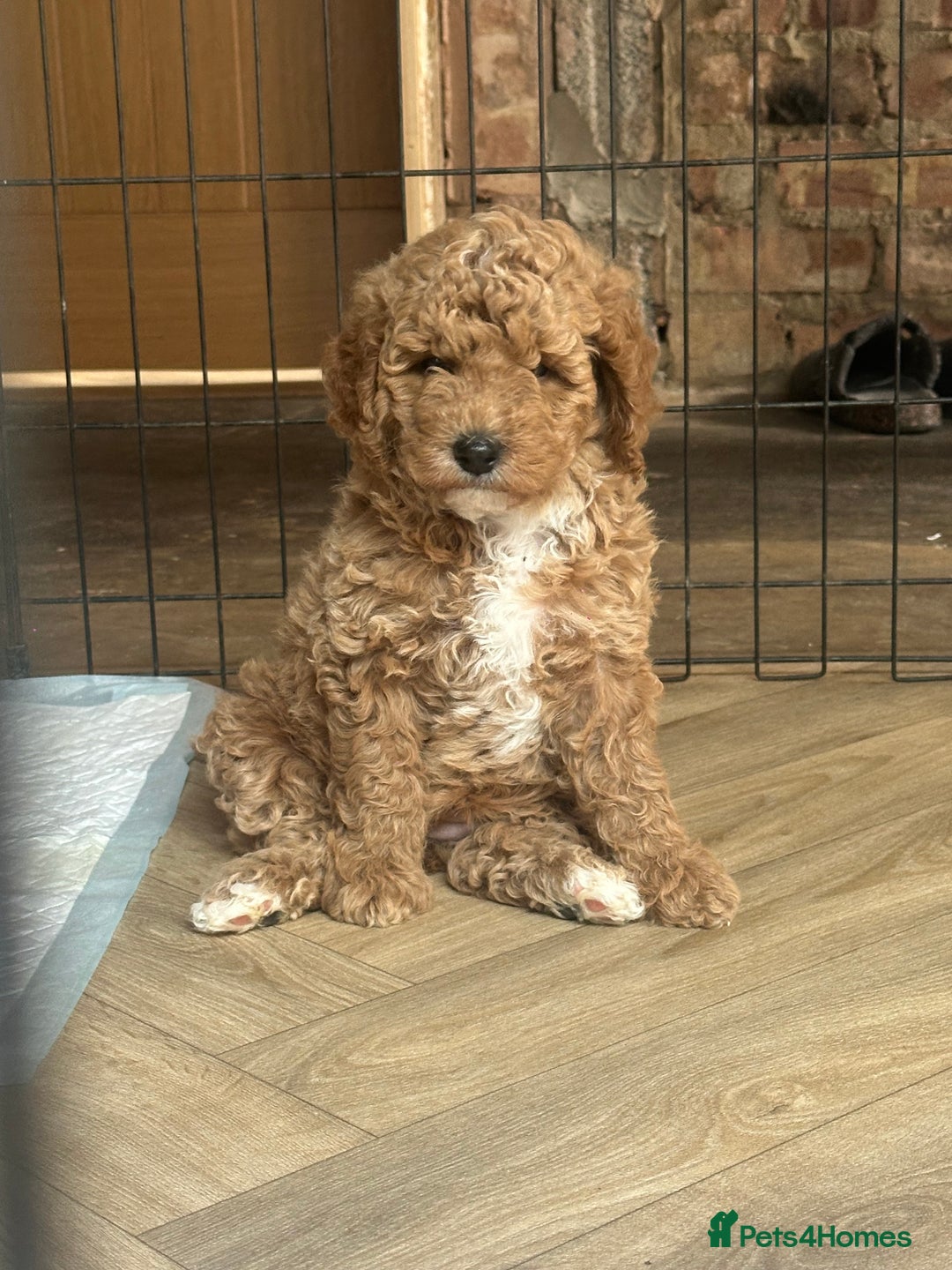 Irish Doodle dogs for sale: F2b Gorgeous miniature Irish Doodles  - Image 10