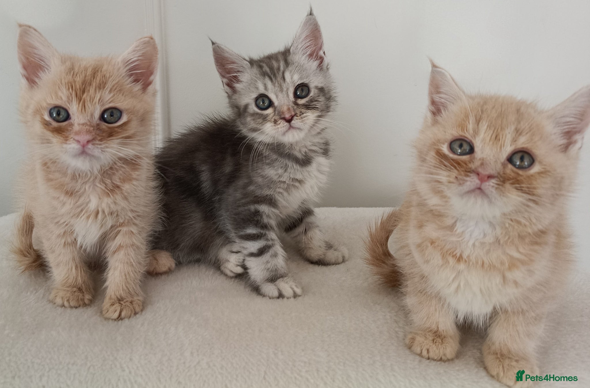 Maine Coon cats Stunning Maine Coon Kittens Ready Now ✨😻 - Advert 5