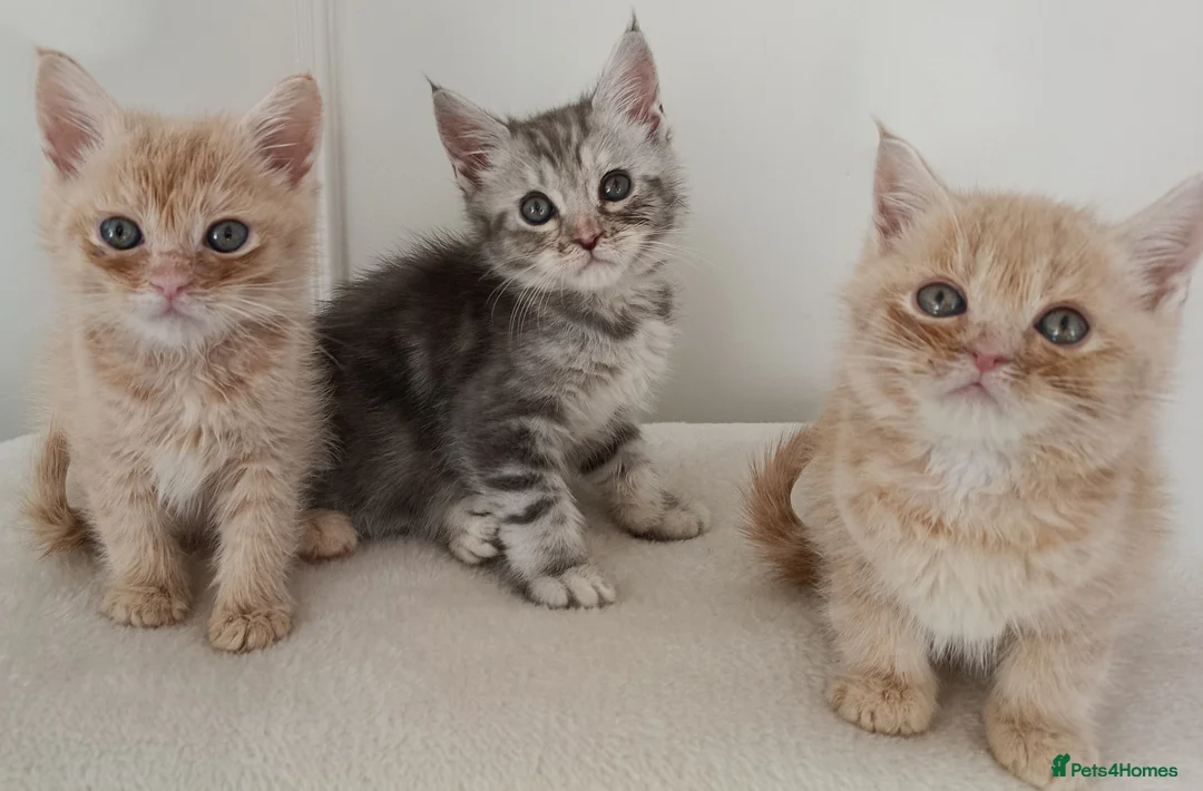Maine Coon cats for sale: Stunning Maine Coon Kittens Ready Now ✨😻 in Poole - Advert 1