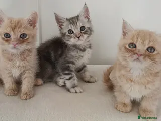 Maine Coon cats Stunning Maine Coon Kittens Ready Now ✨😻 - Advert 1