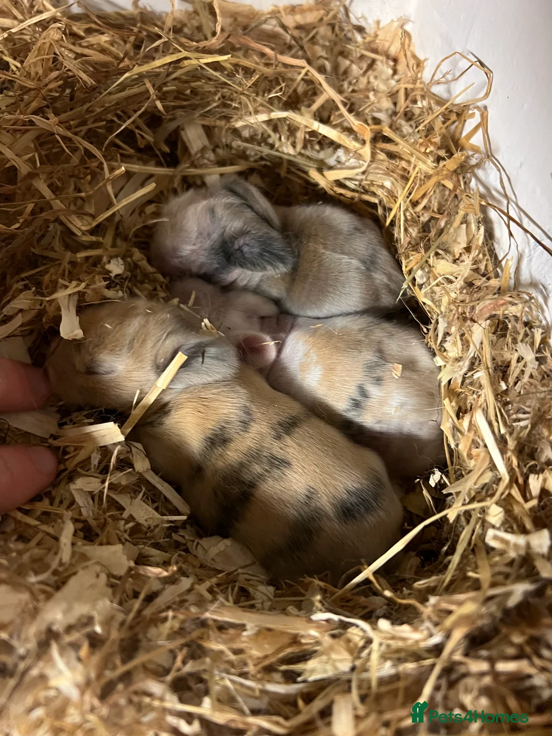 Mini Lion Lop rabbits for sale: Mini lion lop babies - Advert 1