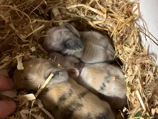 Mini Lion Lop rabbits Mini lion lop babies - Advert 1