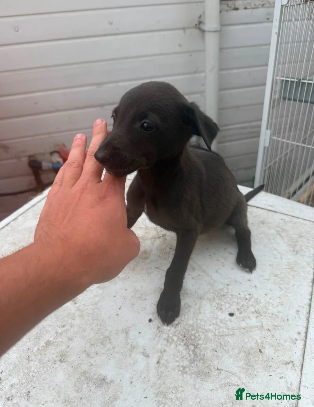 Whippet dogs for sale: BEAUTIFUL WHIPPET PUPS in Tilbury - Advert 2