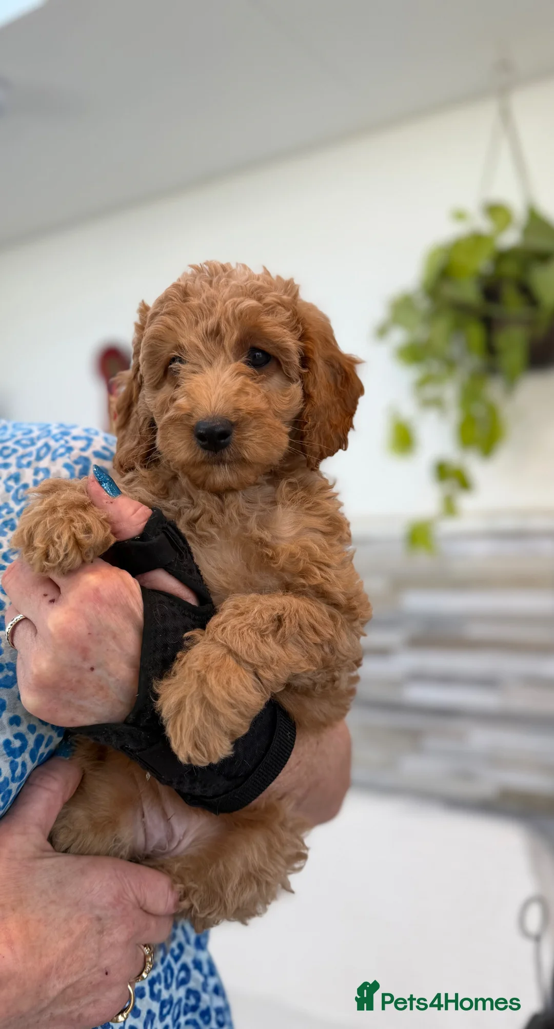 Mini Goldendoodle dogs for sale: Beautiful Miniature Goldendoodles Ready Now - Advert 2