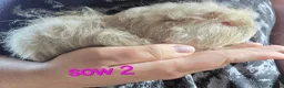 Guinea Pig rodents for sale: Gergouse guinea pigs  - Advert 13