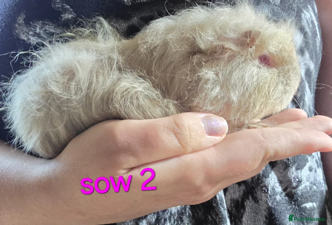 Guinea Pig rodents for sale: Gergouse guinea pigs  - Advert 13