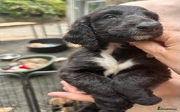 Afghan Hound dogs for sale: Afghan Hound Litter  - Image 9