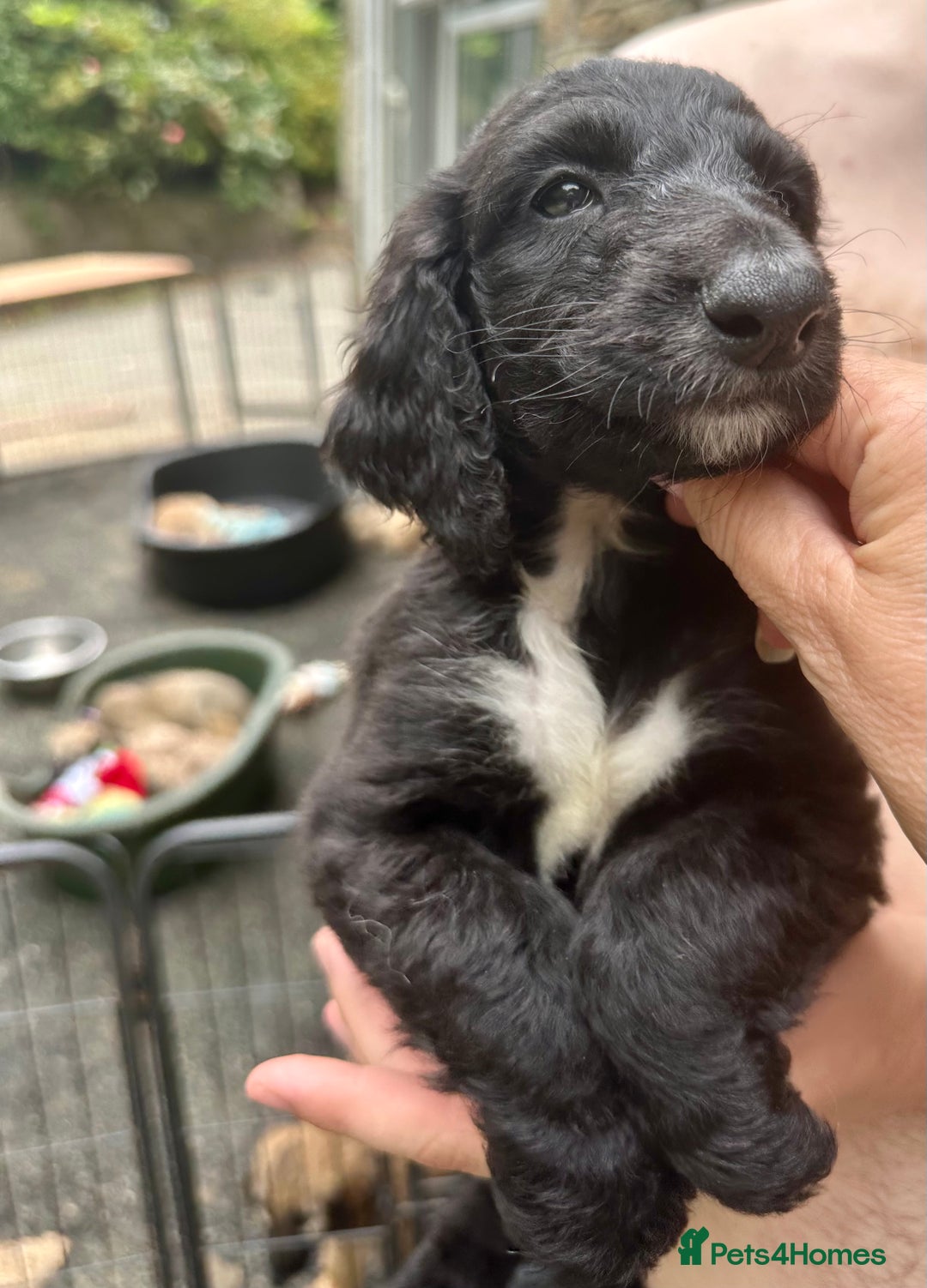 Afghan Hound dogs for sale: Afghan Hound Litter  - Image 9