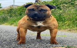 Staffordshire Bull Terrier dogs for sale: 7 Red Staffordshire Bull Terrier pups  - Advert 15