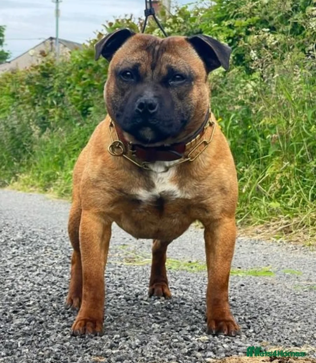 Staffordshire Bull Terrier dogs for sale: 7 Red Staffordshire Bull Terrier pups  - Advert 2