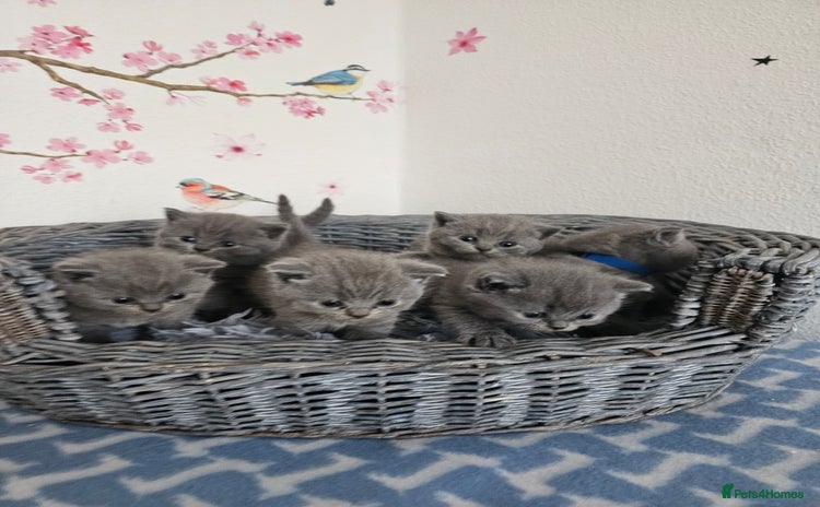 British Shorthair cats - Advert 11