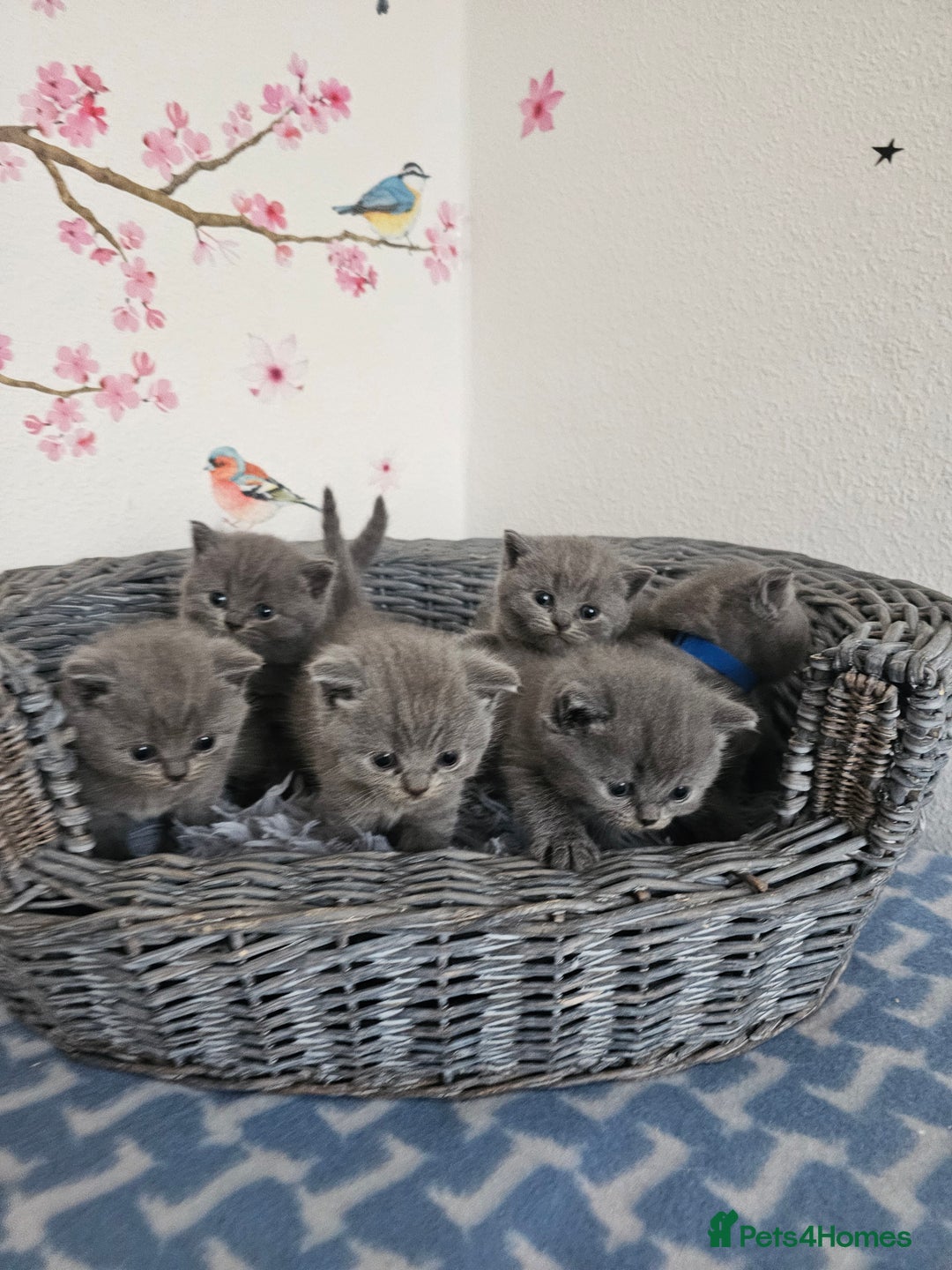 British Shorthair cats for sale: Gccf British Shorthair kittens  - Image 1