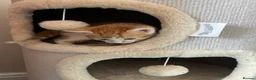 Mixed Breed cats for sale: Kittens for Sale £160 - Advert 20
