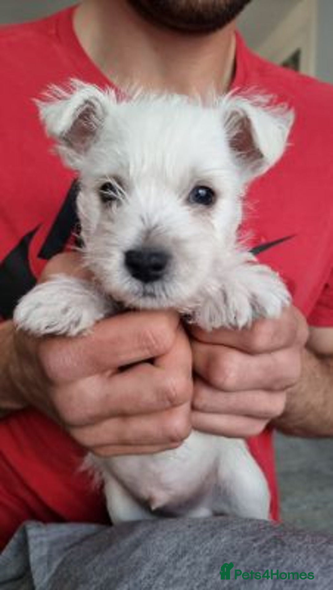 West Highland Terrier dogs for sale: TOP QUALITY WESTIE PUPPIES - Image 9