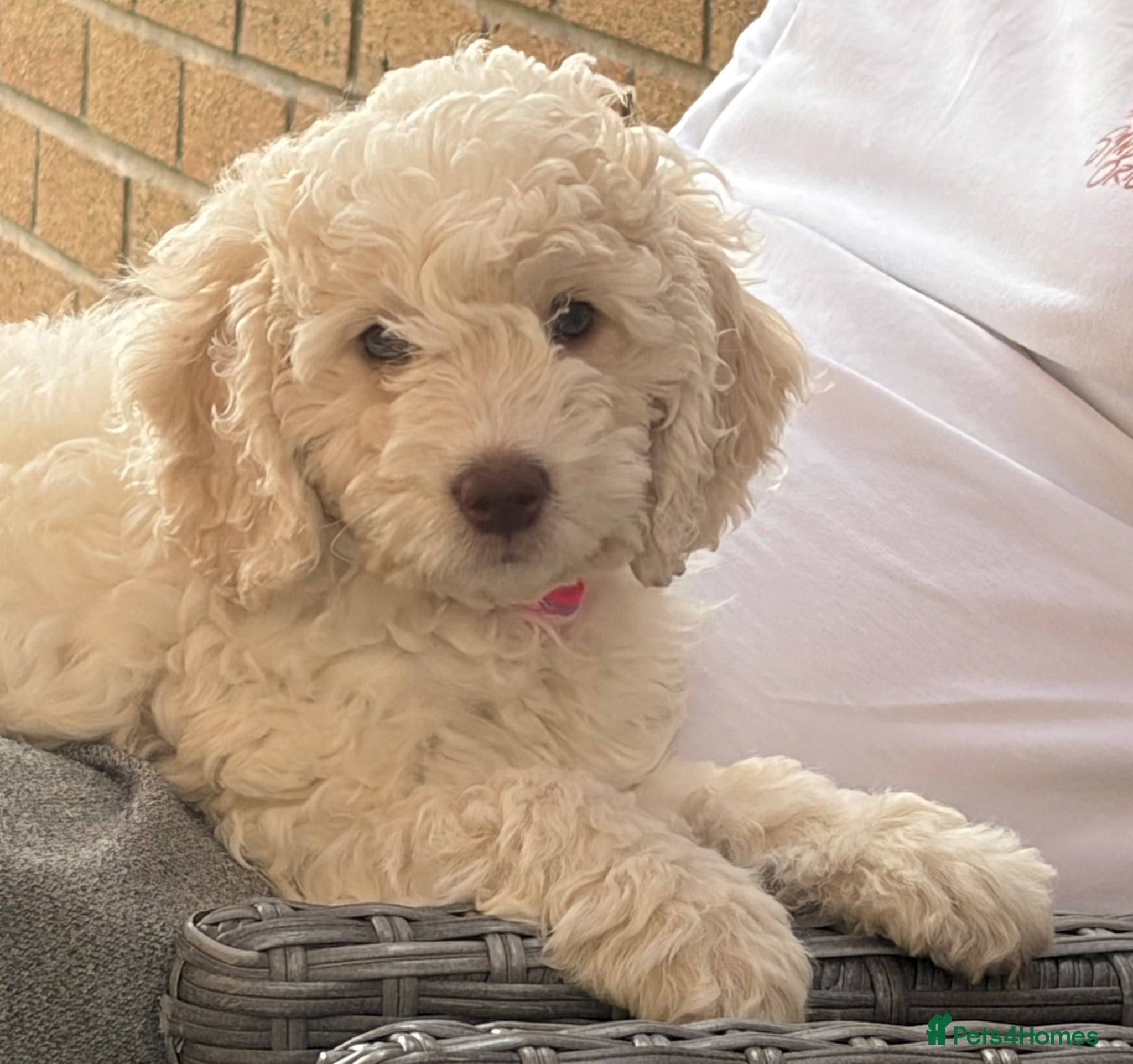 Cockapoo dogs Female cockapoo - Advert 1