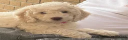 Cockapoo dogs for sale: Female cockapoo - Advert 1