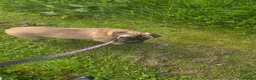 Bullmastiff dogs for sale: Kc registered Bullmastiff  - Advert 2