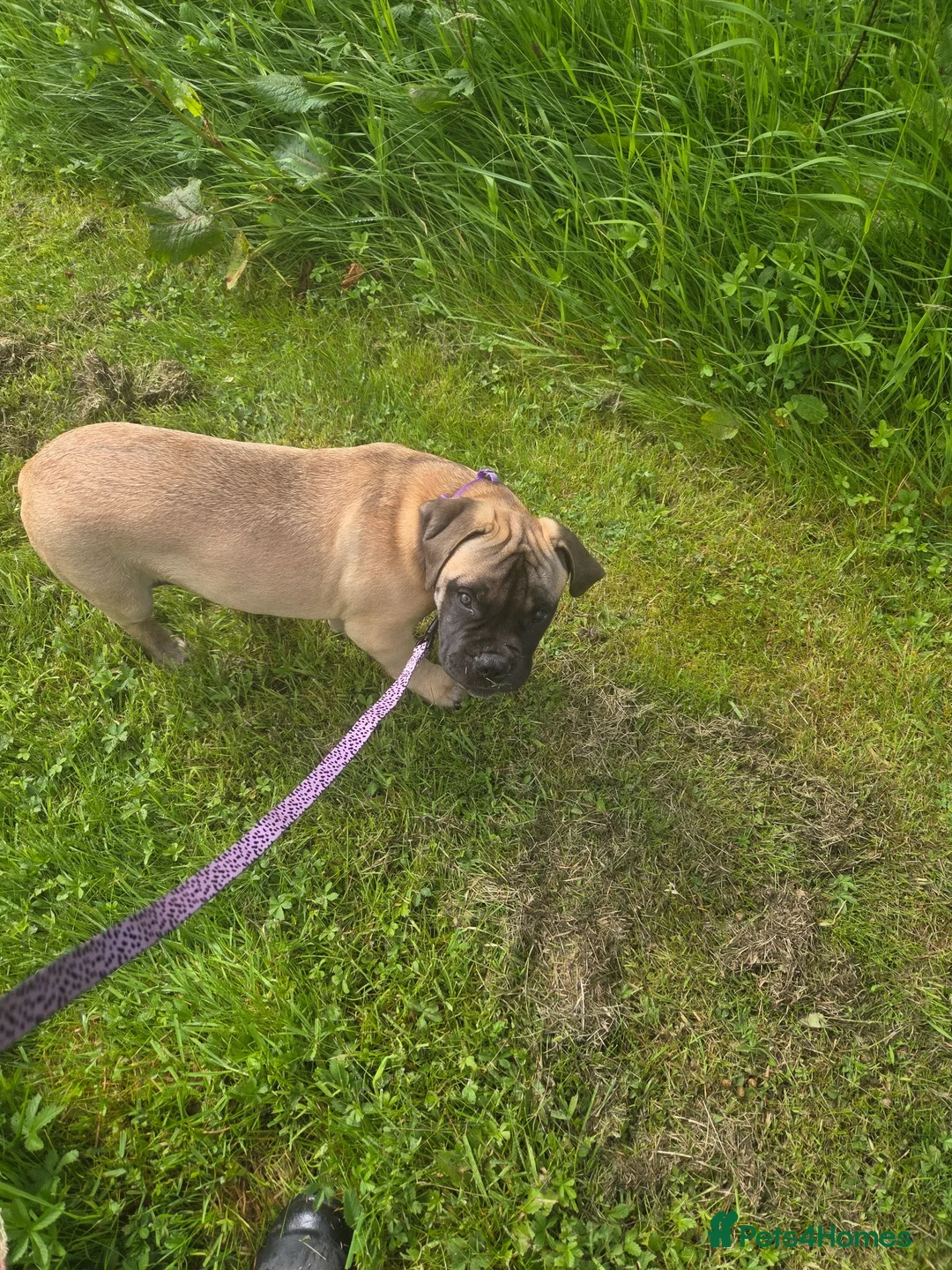 Bullmastiff dogs for sale: Kc registered Bullmastiff  - Advert 2