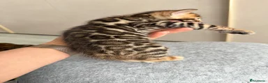 Bengal 1