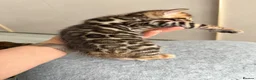 Bengal cats for sale: Beautiful Bengal Kittens Available for Reservation - Advert 10