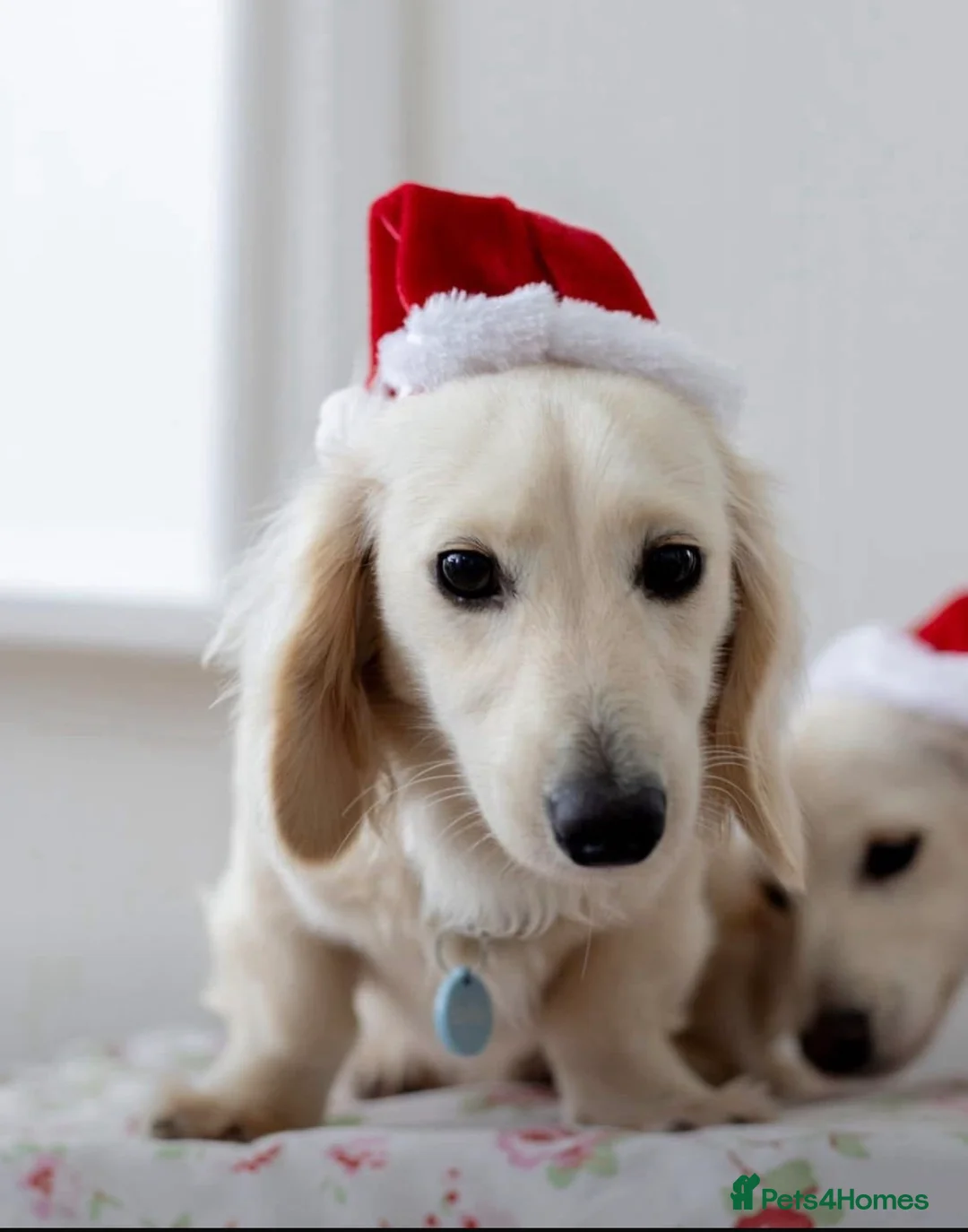 Miniature Dachshund dogs for sale: Cream long haired dachshund  - Advert 2