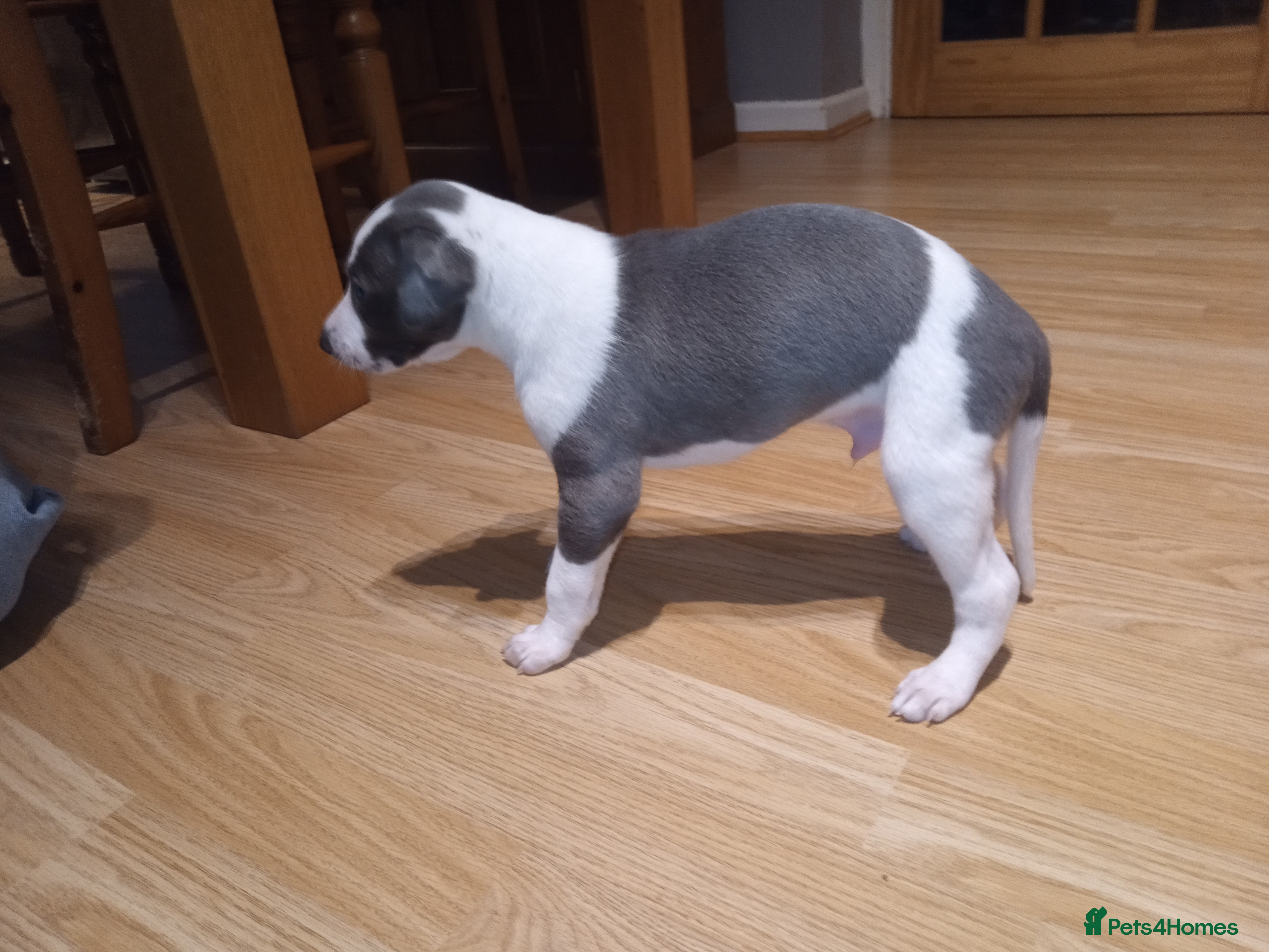 Whippet dogs REDEVELYN WHIPPET'S  GLOUCESTER, 1 BOY  AVAILABLE. - Advert 10