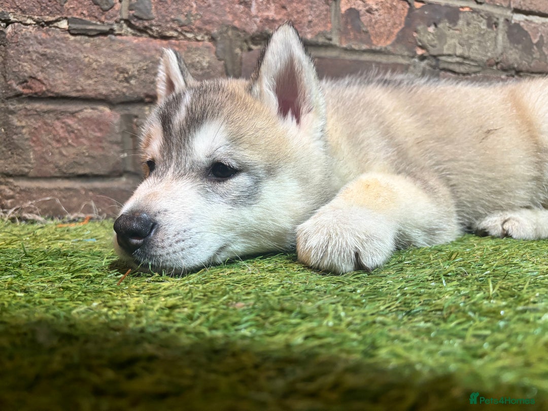 Utonagan dogs for sale: 8 Huskey malamutes  - Image 23