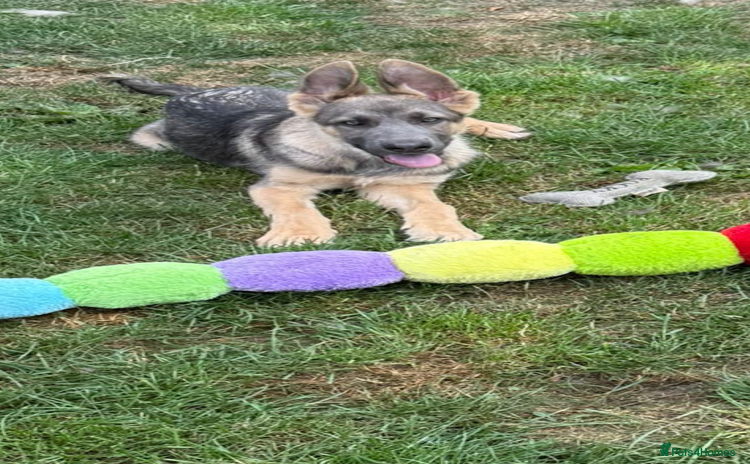 German Shepherd dogs - Advert 14