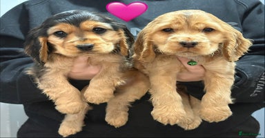 Cocker Spaniel dogs - Advert 13