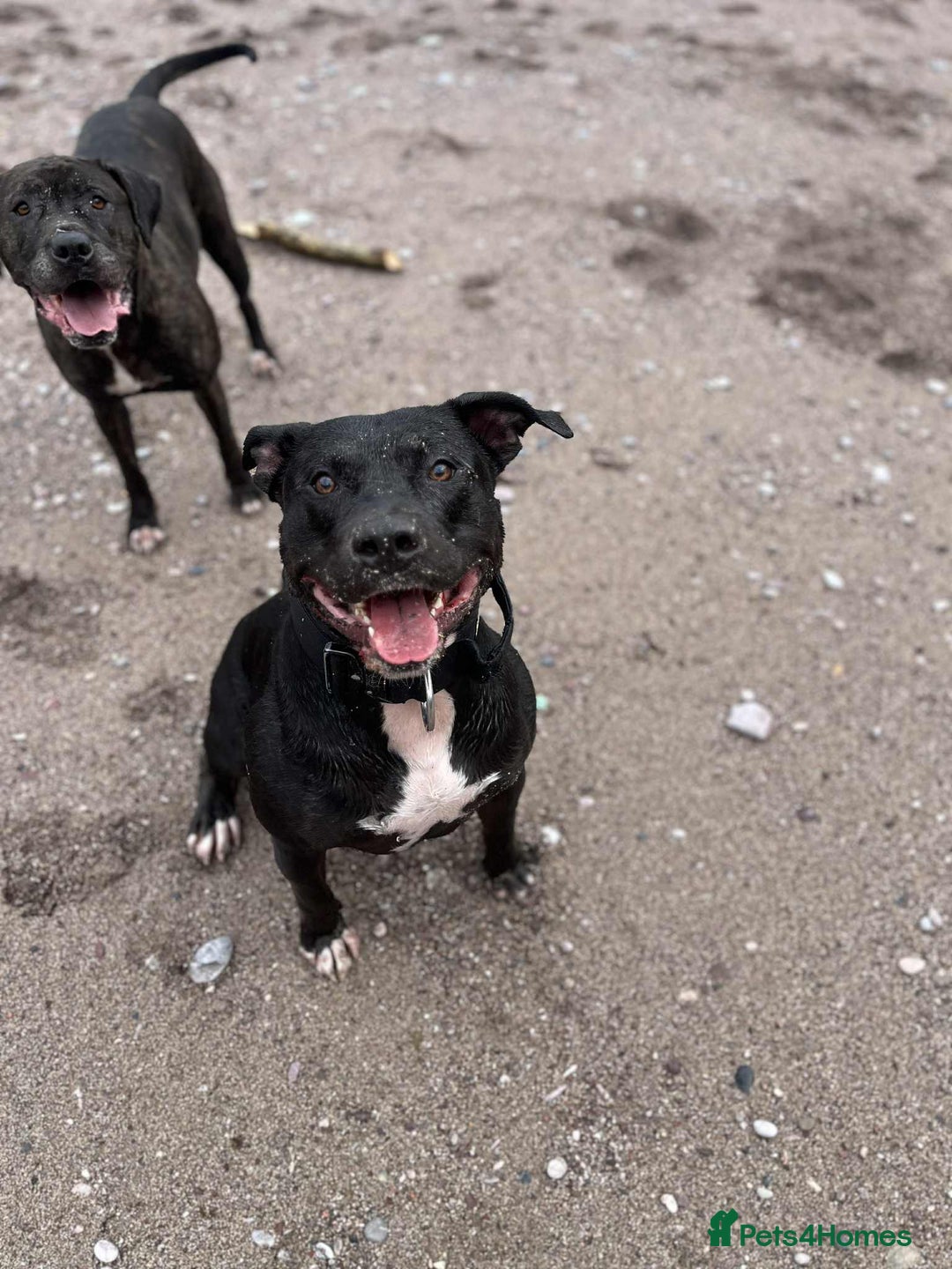 Mixed Breed dogs for sale: Boerboel cross with American bulldog - Advert 7