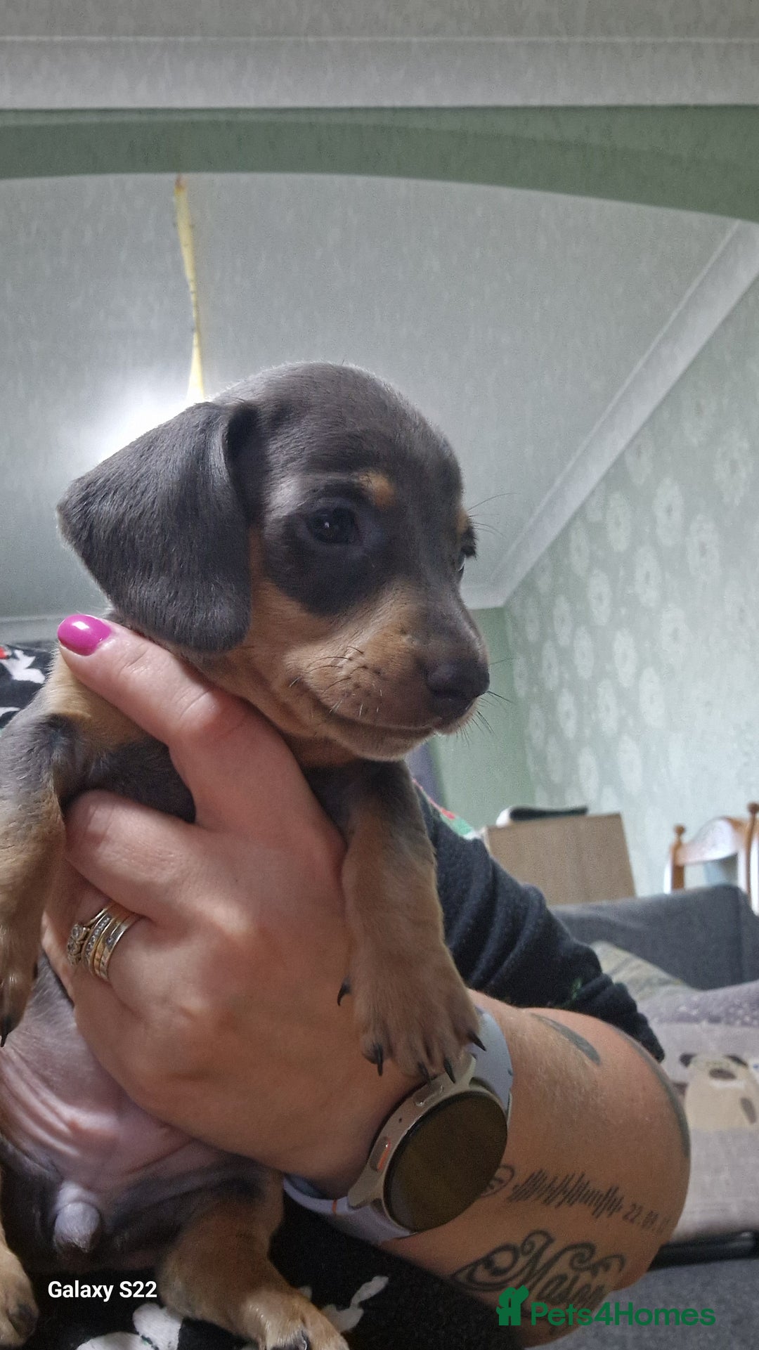 Dachshund dogs for sale: Dachshund puppies  in Driffield - Image 6