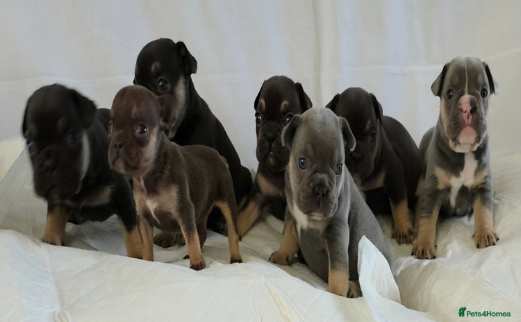 French Bulldog dogs - Advert 4