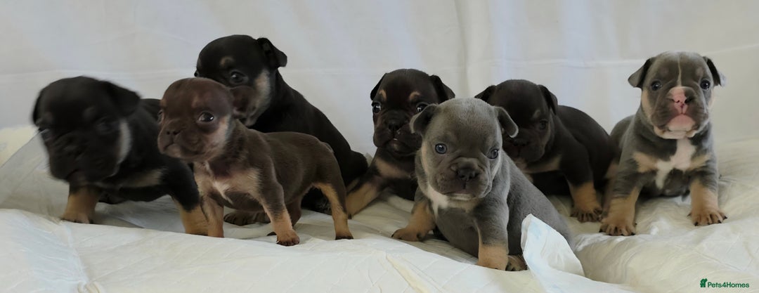 French Bulldog dogs for sale: TOP QUALITY KC REG FRENCHIES AVAILABLE  - Image 1
