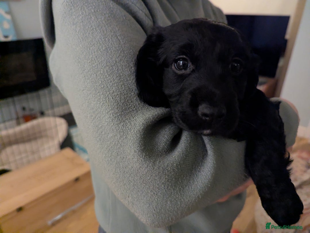 Cocker Spaniel dogs for sale: Working Cocker Spaniel puppies - Advert 19