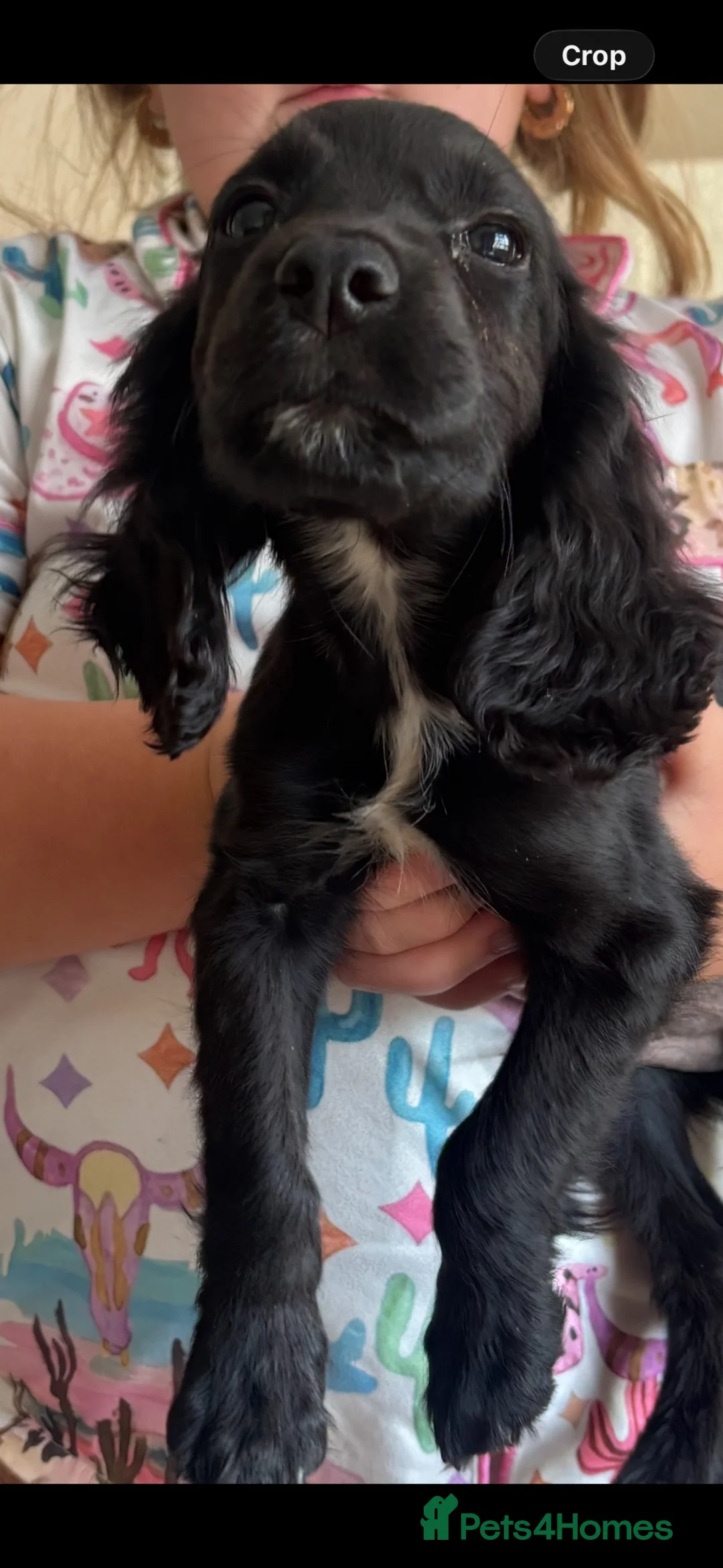 Cocker Spaniel dogs for sale: Cocker spaniel boy  - Advert 2