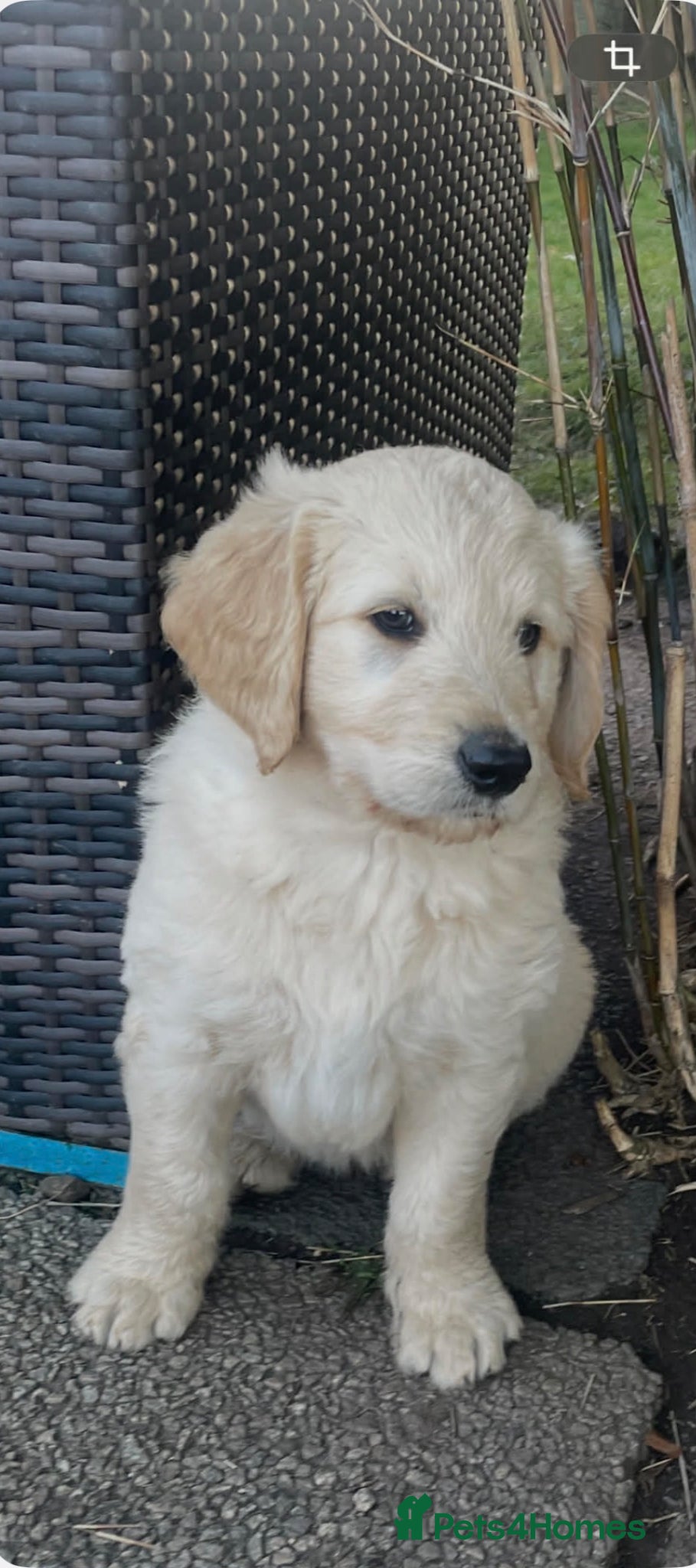 Goldendoodle dogs Stunning F2 Goldendoodle Puppies - Advert 2