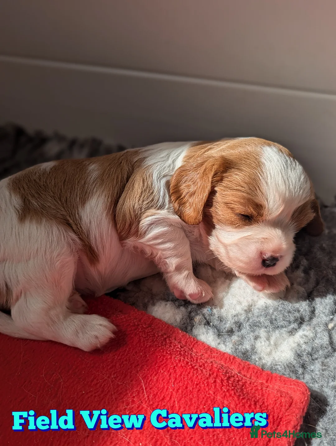 Cavalier King Charles Spaniel dogs for sale: Chocolate carrier Cavaliers, health tested parents in Sutton Coldfield - Advert 1