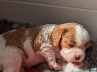 Cavalier King Charles Spaniel dogs for sale: Chocolate carrier Cavaliers, health tested parents - Advert 1