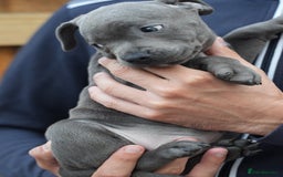 Staffordshire Bull Terrier dogs for sale: 🐾 Staffordshire Bull Terrier Puppies for Sale 🐾 - Image 8