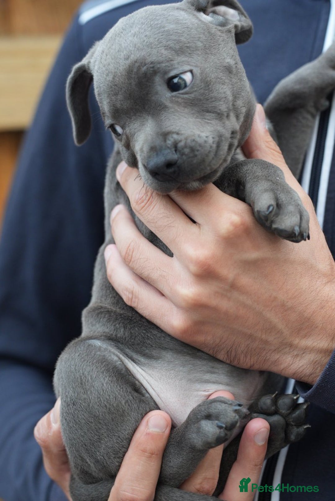 Staffordshire Bull Terrier dogs for sale: 🐾 Staffordshire Bull Terrier Puppies for Sale 🐾 - Image 8