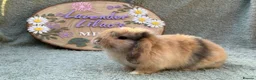 Mini Lop rabbits for sale: 2 mini lop bucks - Advert 2