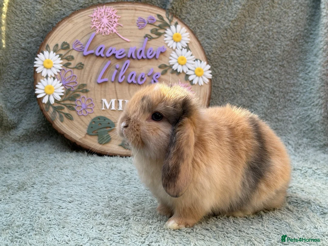 Mini Lop rabbits for sale: 2 mini lop bucks - Advert 2