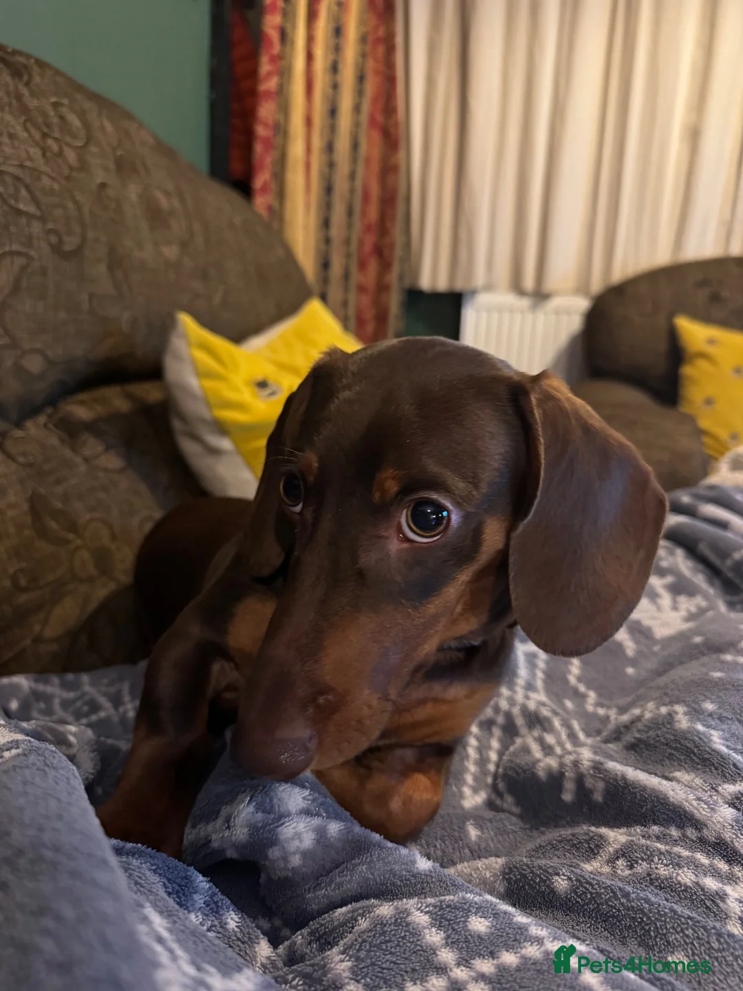 Miniature Dachshund dogs for sale: Miniature dachshund Albert please read description in Loughborough - Advert 9