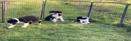 Border Collie dogs for sale: Border Collie pups  - Advert 2